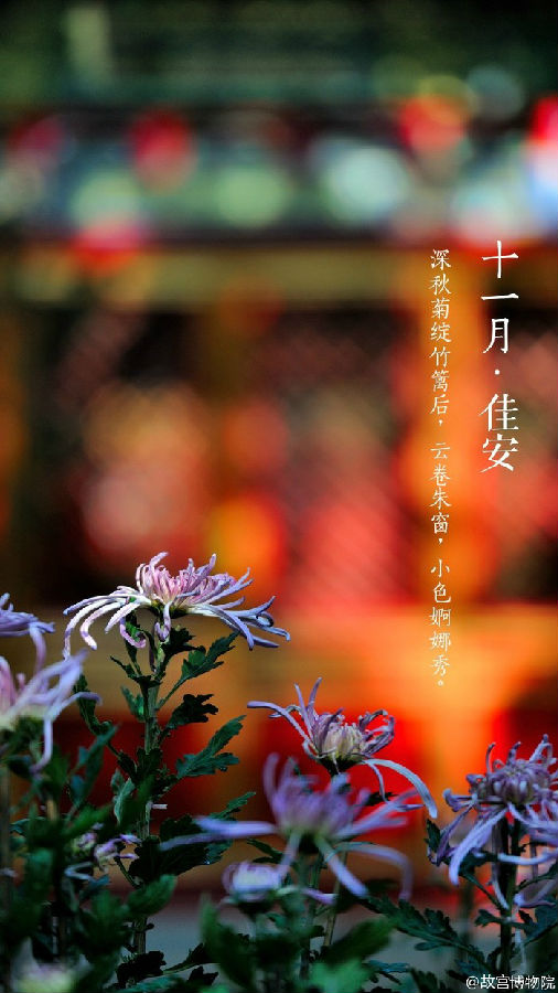 十一月佳安唯美图片大全