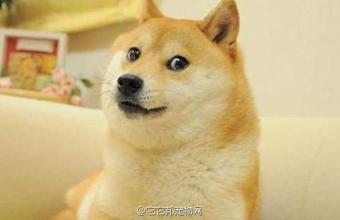 柴犬doge表情包