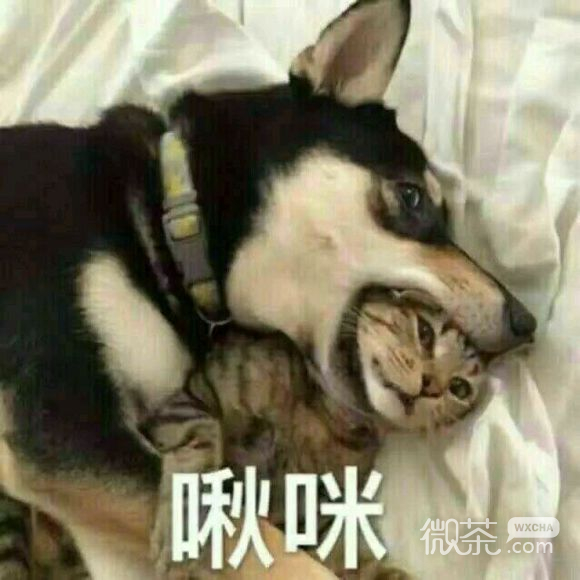 柴犬doge表情包