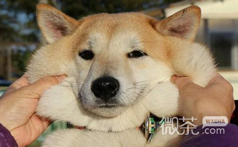 柴犬doge表情包