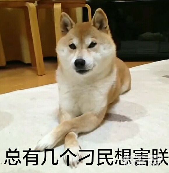 柴犬doge表情包