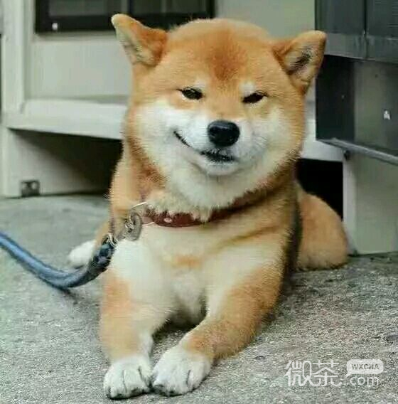 柴犬doge表情包