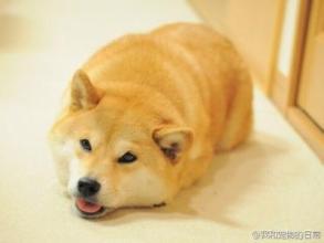 柴犬doge表情包