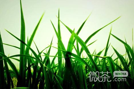 夏天，快来吧