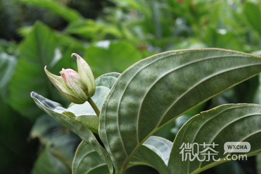 唯美花儿图片：那里留下了 幸福的记忆和伤心的痛