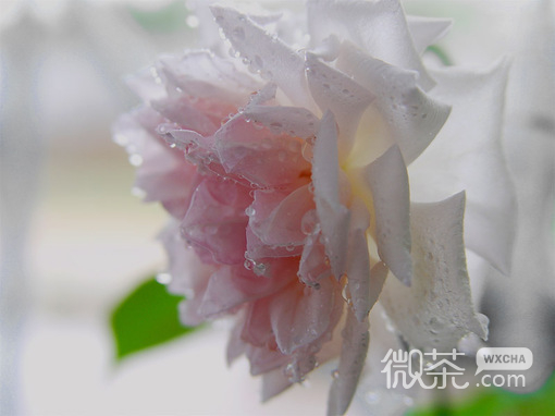 不亏待每一份热情 不讨好每一份冷漠
