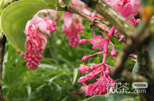 唯美花儿图片：那里留下了 幸福的记忆和伤心的痛
