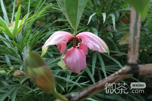 唯美花儿图片：那里留下了 幸福的记忆和伤心的痛