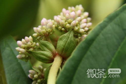 唯美花儿图片：那里留下了 幸福的记忆和伤心的痛