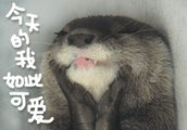 海獭表情包