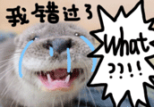 海獭表情包