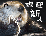 海獭表情包