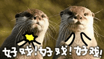 海獭表情包