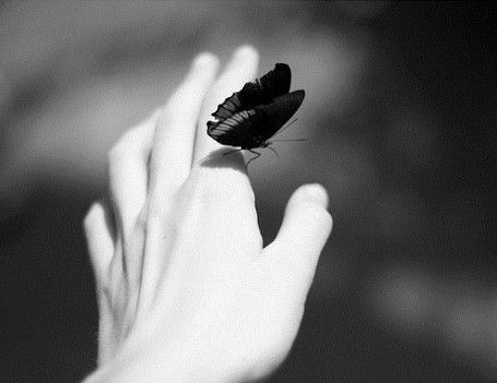 美丽蝴蝶非常可爱的空间图 耐心超强的我,绝对会爱够你三生三世