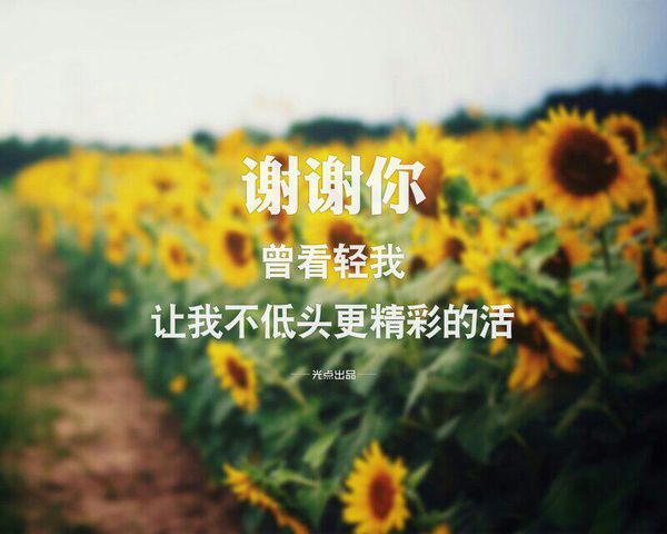 谢谢你主题空间图片带字 你的柔情,我懂,只是不能去接受