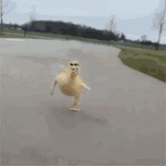 金馆长撸表情包