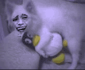 金馆长撸表情包