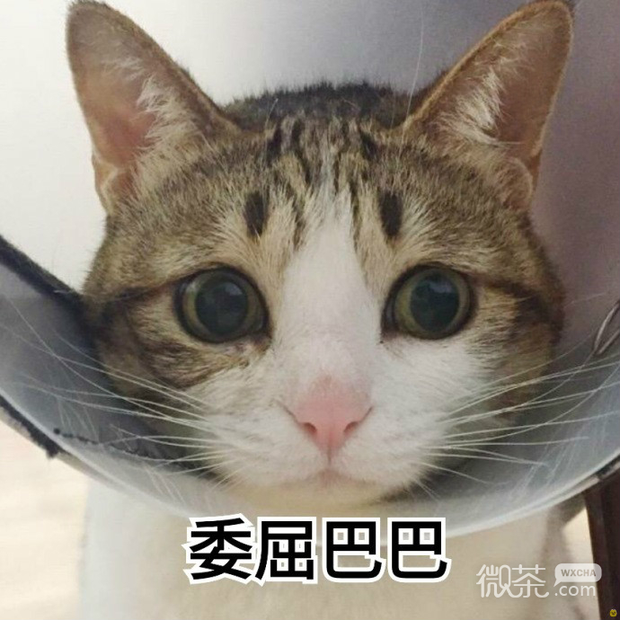 委屈的猫咪们表情包