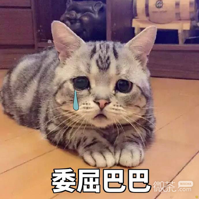 委屈的猫咪们表情包