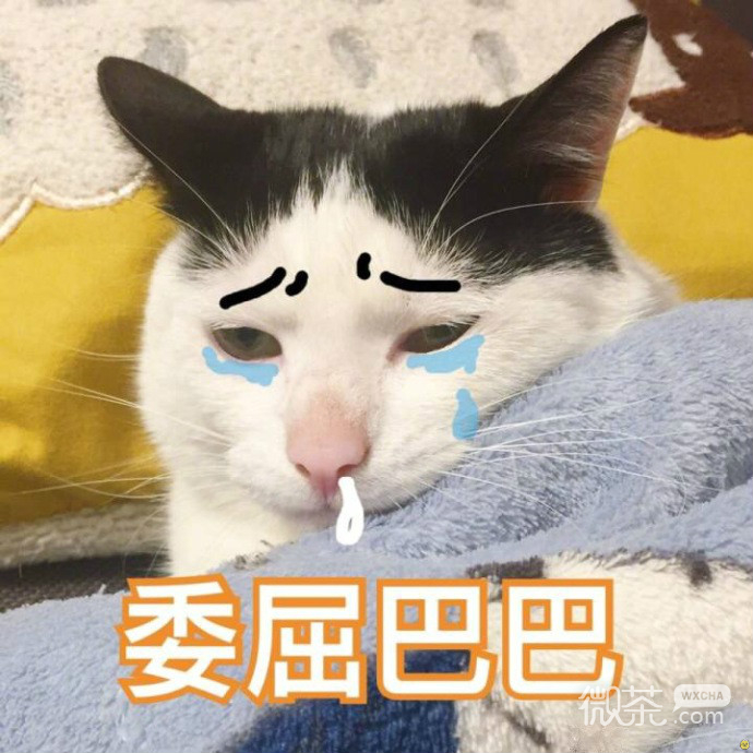 委屈的猫咪们表情包