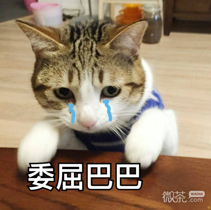 委屈的猫咪们表情包
