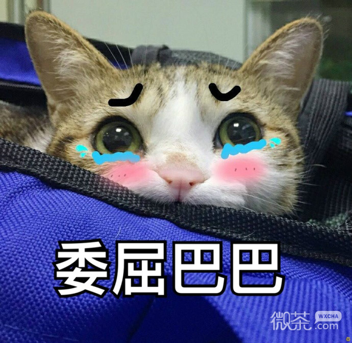 委屈的猫咪们表情包