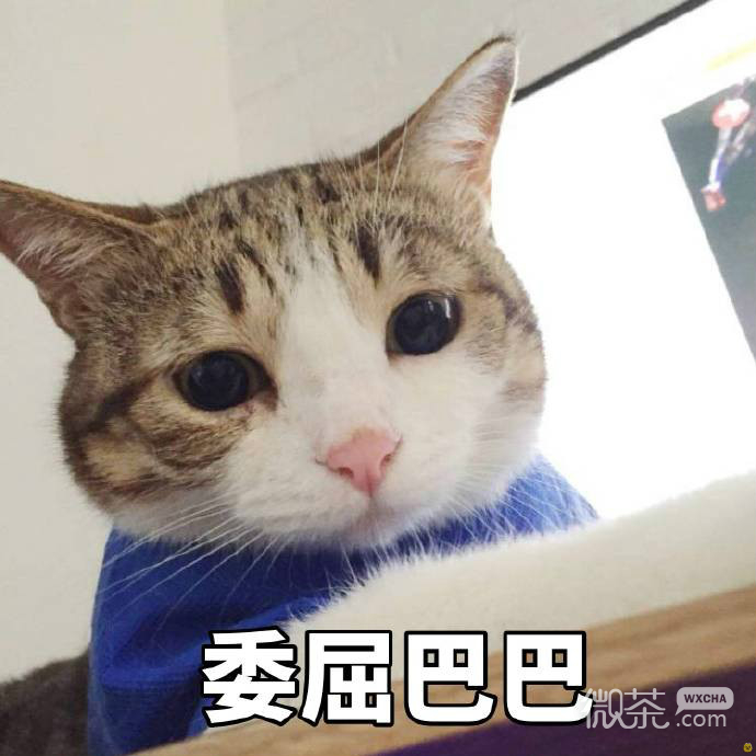 委屈的猫咪们表情包