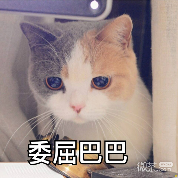 委屈的猫咪们表情包