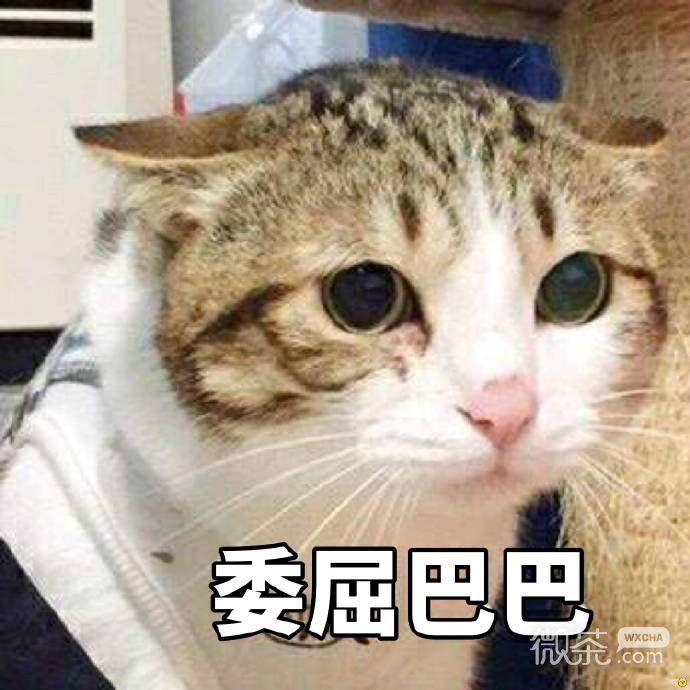 委屈的猫咪们表情包