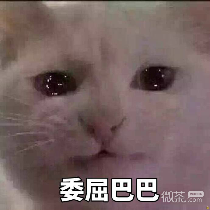 委屈的猫咪们表情包