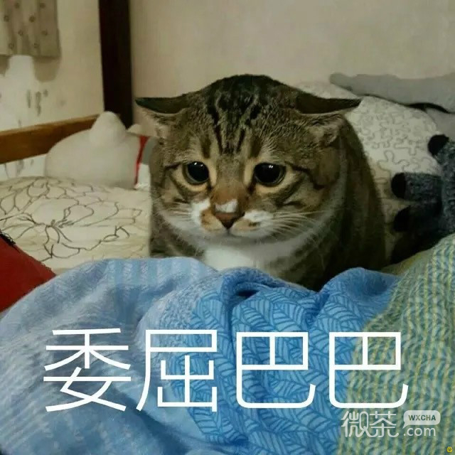 委屈的猫咪们表情包