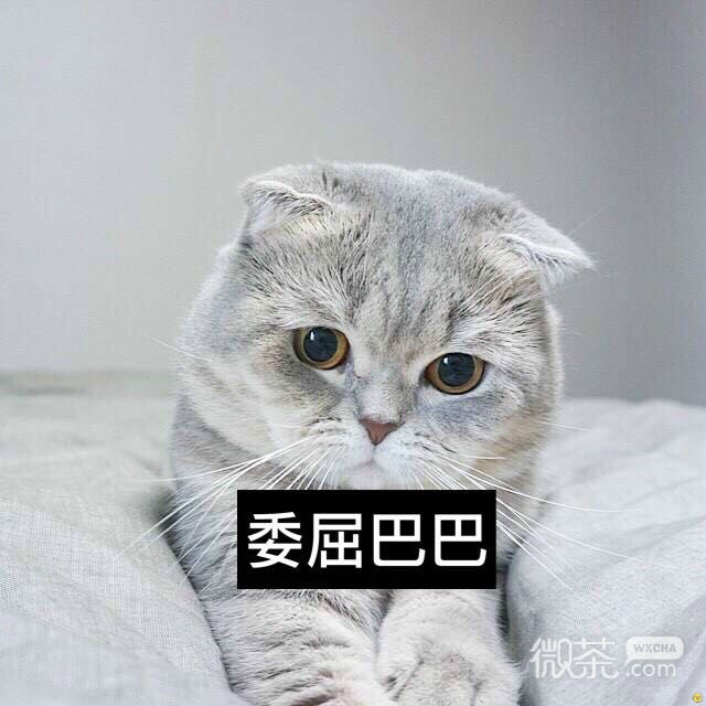 委屈的猫咪们表情包