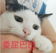 委屈的猫咪们表情包