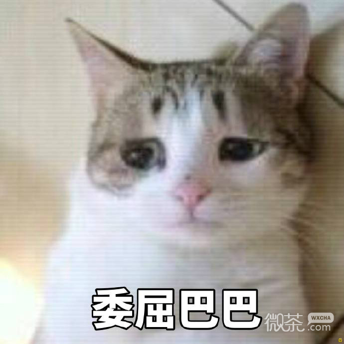 委屈的猫咪们表情包