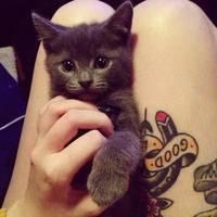 人和动物的头像 喜欢动物的人天生善良最可爱