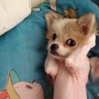 人和动物的头像 喜欢动物的人天生善良最可爱