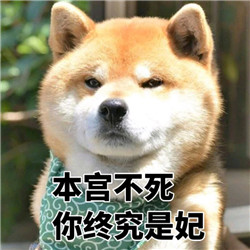 ins上的日本柴犬表情包