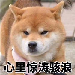 ins上的日本柴犬表情包