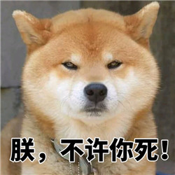 ins上的日本柴犬表情包