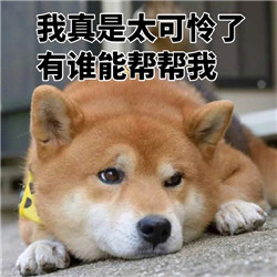 ins上的日本柴犬表情包