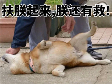 ins上的日本柴犬表情包