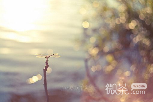 意境甜美的逆光效果欧美图片 有了疗伤的良方，那些泪水静静流淌