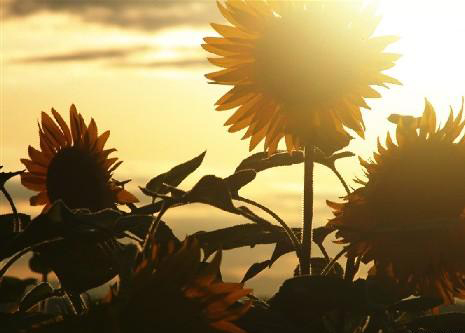 情感日志专用的彩色插图图片_陌上红尘,遇上谁,爱上谁