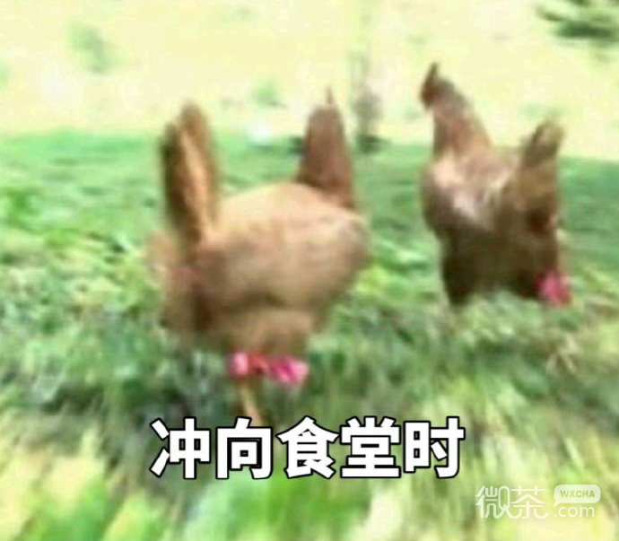 奔跑吧，战斗鸡表情包