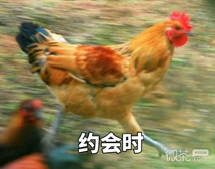 奔跑吧，战斗鸡表情包