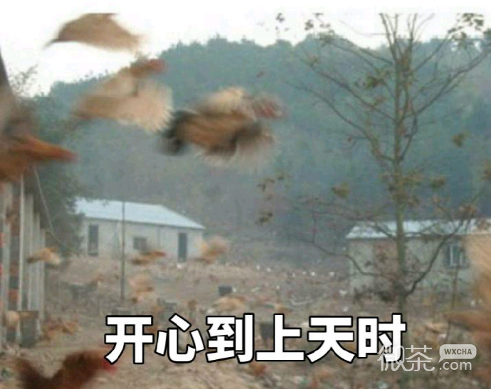 奔跑吧，战斗鸡表情包