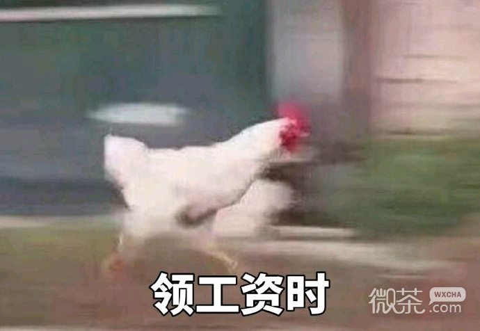 奔跑吧，战斗鸡表情包
