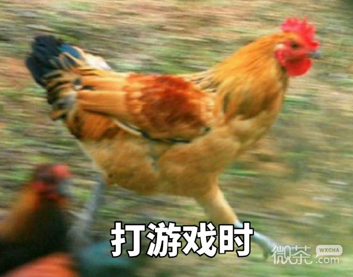 奔跑吧，战斗鸡表情包