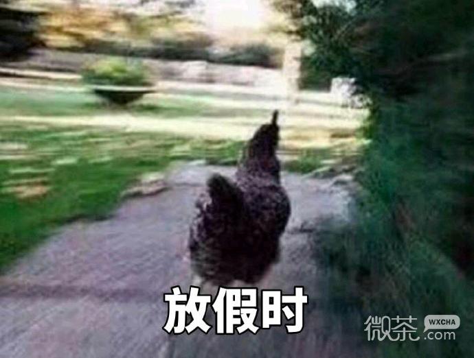 奔跑吧，战斗鸡表情包