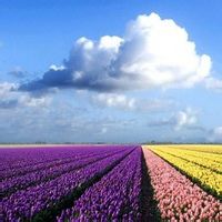 2017好看的微信风景头像清新自然 若问相思处花开花落时